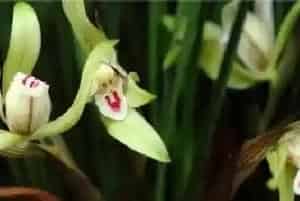 新种植兰花注意事项