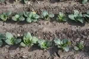 青菜长虫用什么农药