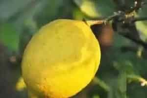 柠檬种下后多久能挂果