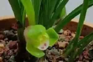 宋梅怎么施肥