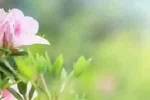 西鹃怎么施肥