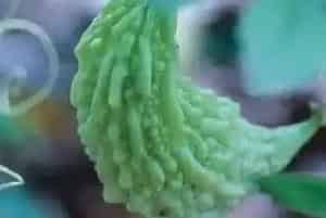 苦瓜用什么农药