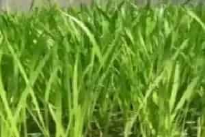 苦草种植的注意事项