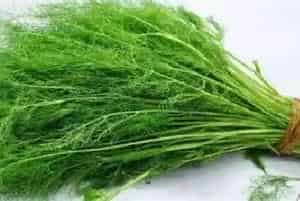 种植小茴香的注意事项