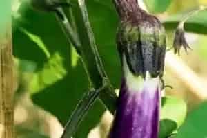 种植茄子的注意事项
