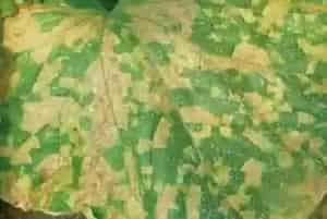 噻唑锌治什么病