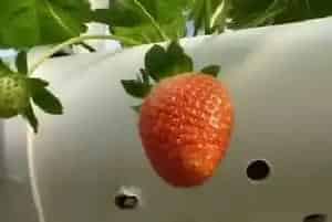 无土栽培草莓投资成本