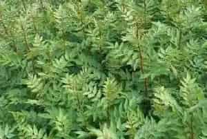 香椿露天矮化密植产量