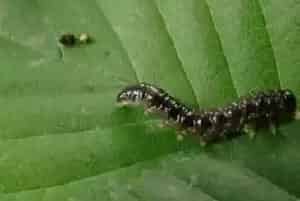 虫酰肼能治什么害虫
