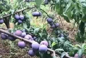 脆红李种植注意事项