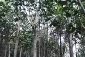 沉香树种植注意事项