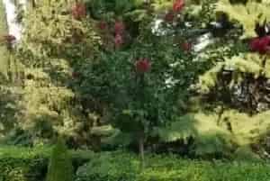 园林大树种植注意事项