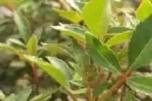 花椒苗怎么施肥