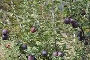 黑钻苹果种植要求