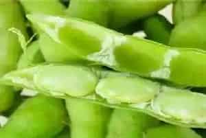 黄豆是果实还是种子