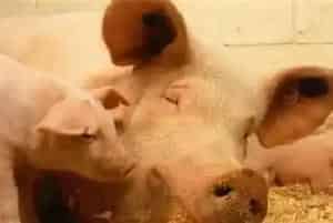一元母猪和二元母猪怎么区分