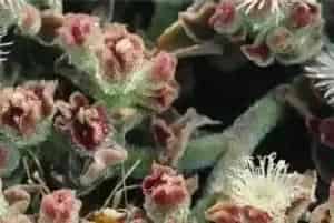 种植非洲冰草注意事项