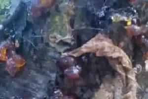 生石灰怎么治疗流胶病