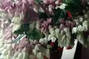 龙吐珠怎么浇水