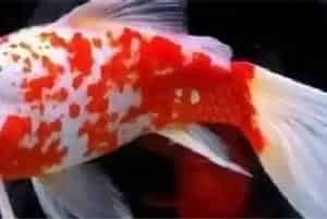 草金能和什么鱼混养