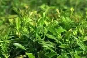 茶树每亩栽多少株