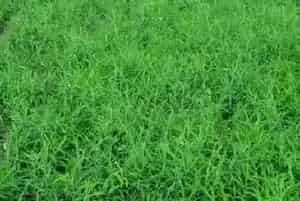柴胡地用什么农药