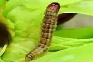 虫酰肼能打死钻心虫吗