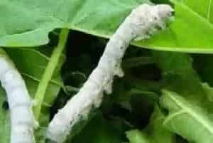 养蚕怎么取丝
