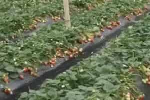 什么药能让草莓苗粗壮