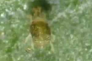 二斑叶螨的特效药