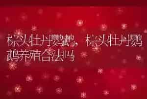 棕头牡丹鹦鹉