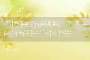 不掉毛的狗有哪些