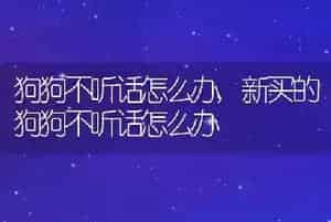狗狗不听话怎么办