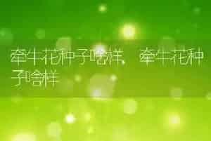 牵牛花种子啥样