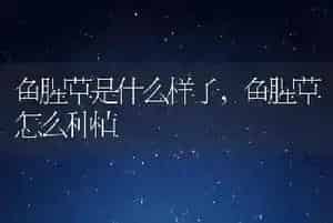 鱼腥草是什么样子