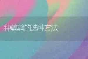 种鹌鹑的选种方法