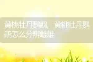 黄桃牡丹鹦鹉