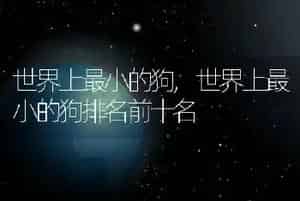世界上最小的狗