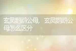 玄凤鹦鹉公母