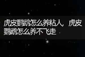 虎皮鹦鹉怎么养粘人