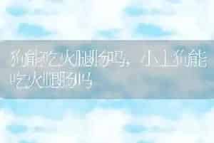 狗能吃火腿肠吗