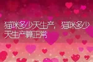 猫咪多少天生产