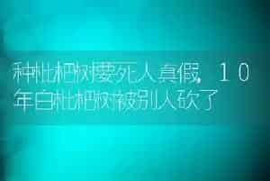 荆草是什么草