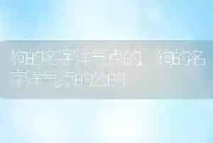 狗的名字洋气点的