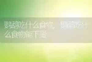 鹦鹉吃什么食物
