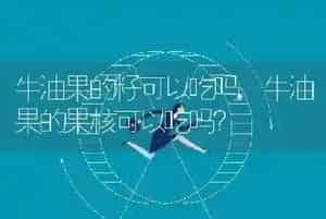 牛油果的籽可以吃吗