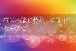 狗能不能吃菠萝