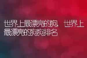 世界上最漂亮的狗
