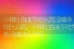 小狗吐白沫不吃东西没精神吃什么药