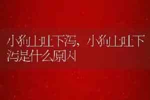 小狗上吐下泻